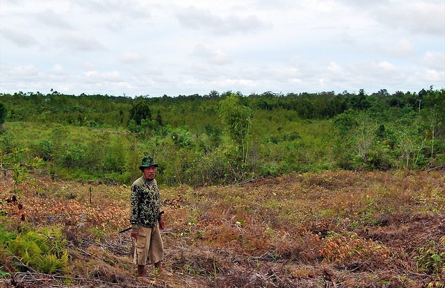 Global study challenges view blaming poor for forest clearing