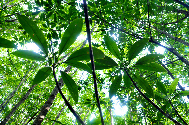 Se requieren mejores flujos de información para el monitoreo de REDD+, señala un informe