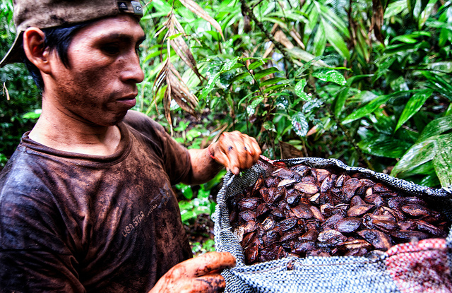 La certificación forestal combinada mejora el negocio de los productores de castaña