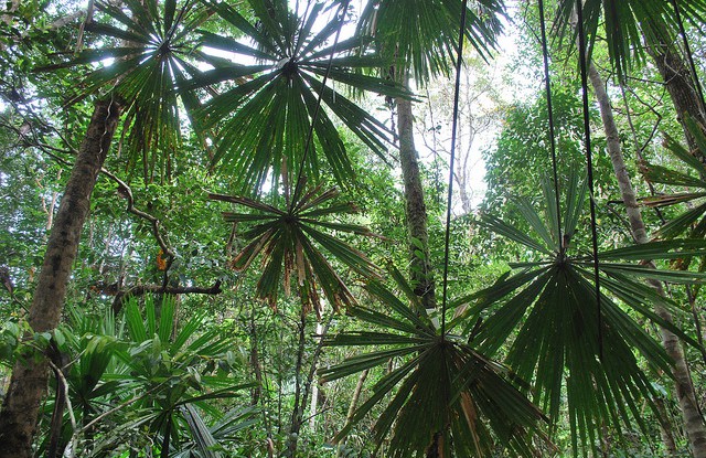 Forests, land use and the Green Climate Fund: Open for business?