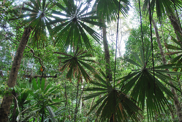Los bosques, el uso de la tierra y el Fondo Verde para el Clima