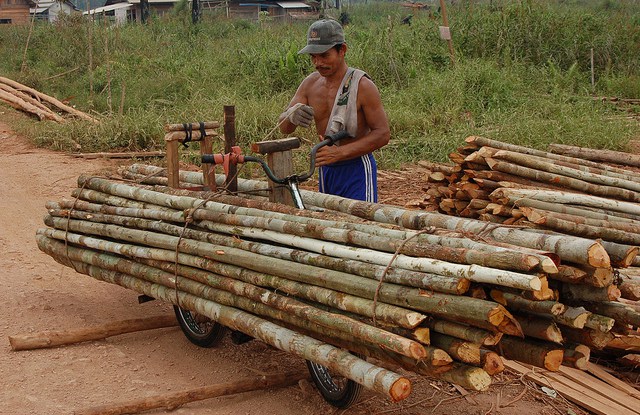 How selective logging could help protect Indonesia’s forests