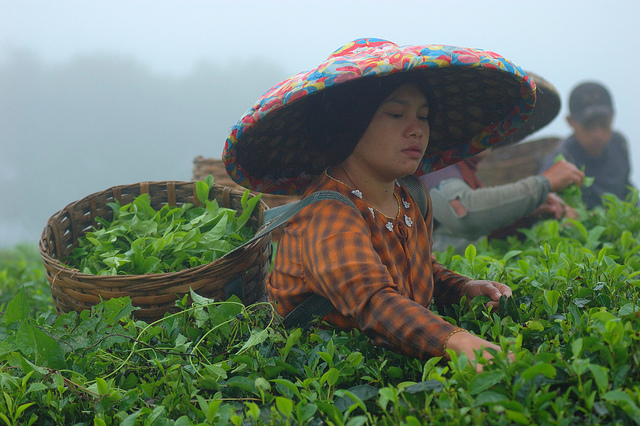 Gobernanza estable y marcos comerciales es necesarios para la transición hacia la economía verde