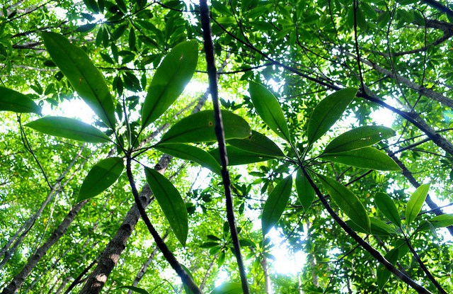Green Climate Fund steps up to reduce deforestation and forest degradation