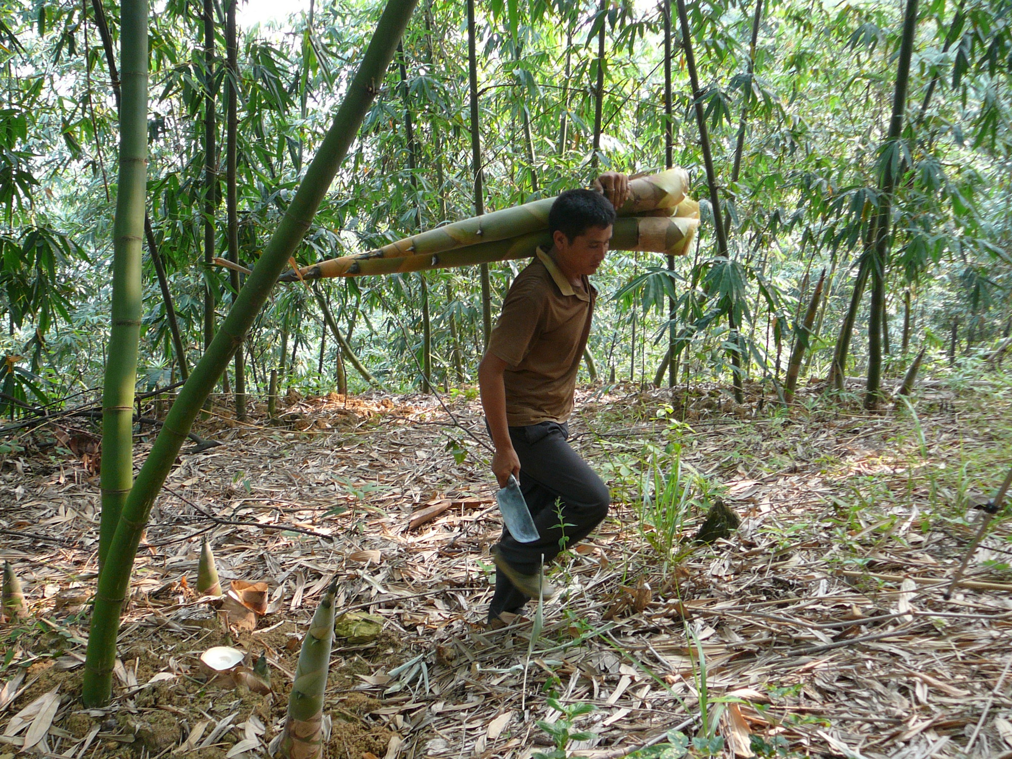 Bambu, rotan menawarkan ‘peluang’ dalam perubahan iklim