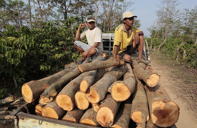 Experts: Local activism, political measures needed to stop illegal timber