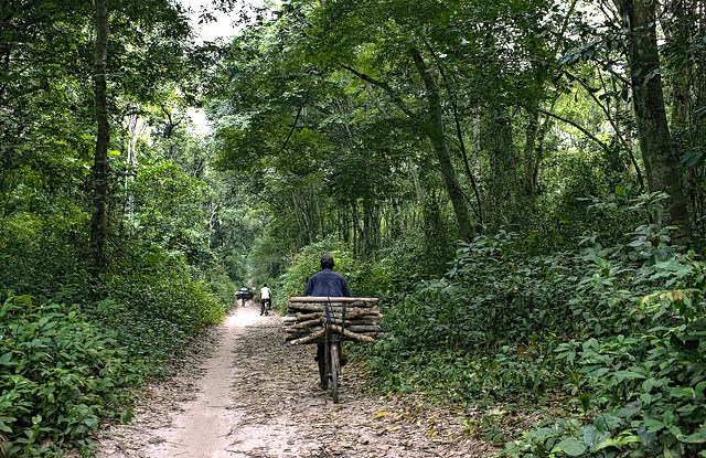 Add adaptation to Congo Basin policies, scientists say — here’s how