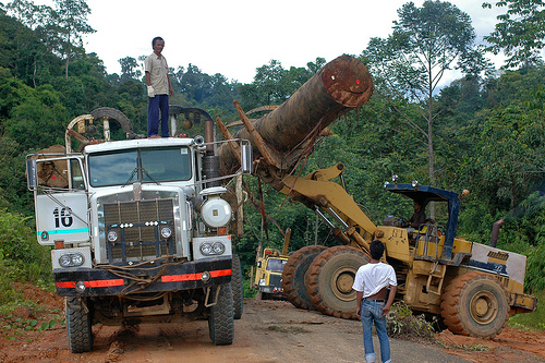 Sebuah laporan menemukan celah pengamanan perdagangan kayu