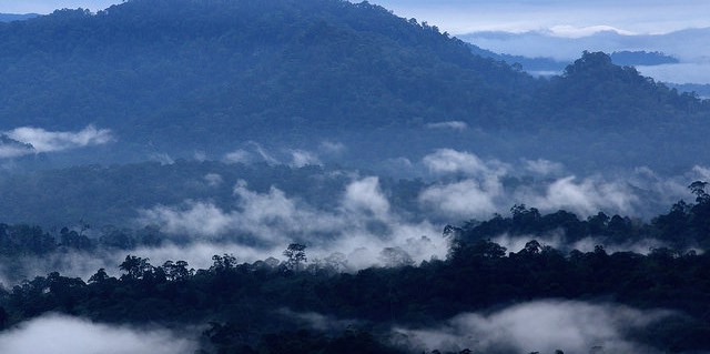 To define future of forests, first define ‘forests’