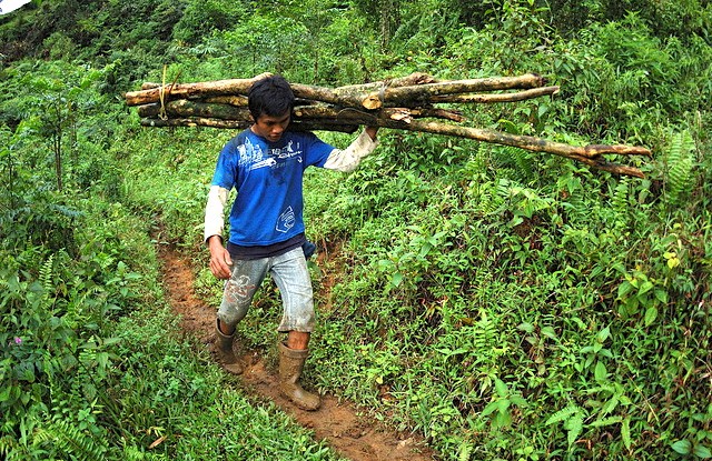 REDD+ can help ‘green’ Indonesia’s resource-dependent economy: expert