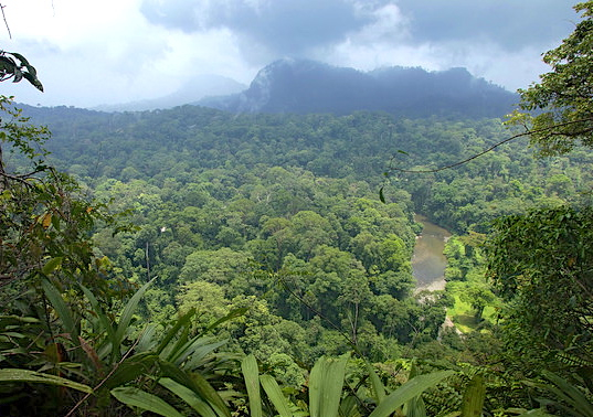 La conversión no sostenible de los bosques en patrimonio privado debe parar, señala economista