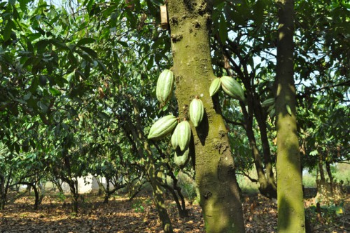 A cocoa plantation in Ghana. Rebecca Bollwitt photo