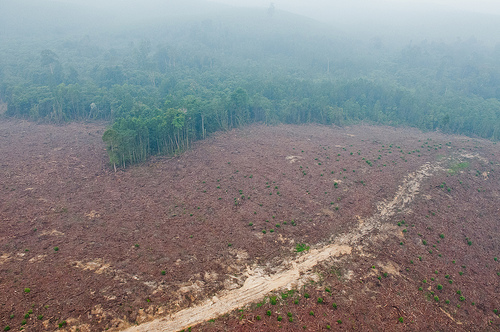 Bagaimana hutan pulih setelah penebangan? Jaringan kemitraan baru coba temukan jawaban