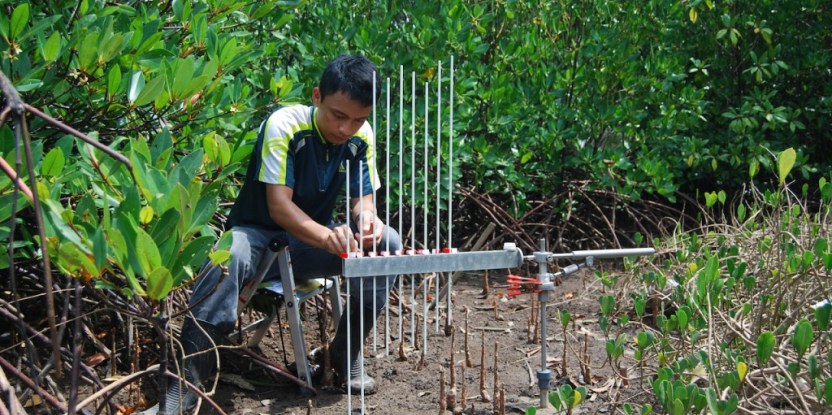 Finding a level playing field for mangroves