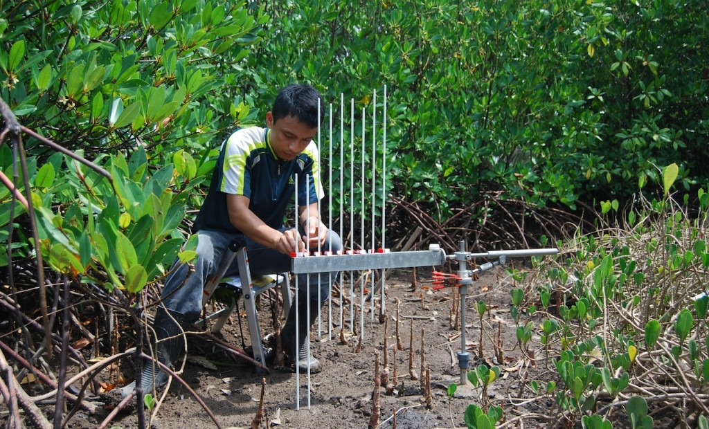 Trouver des règles du jeu au niveau pour les mangroves
