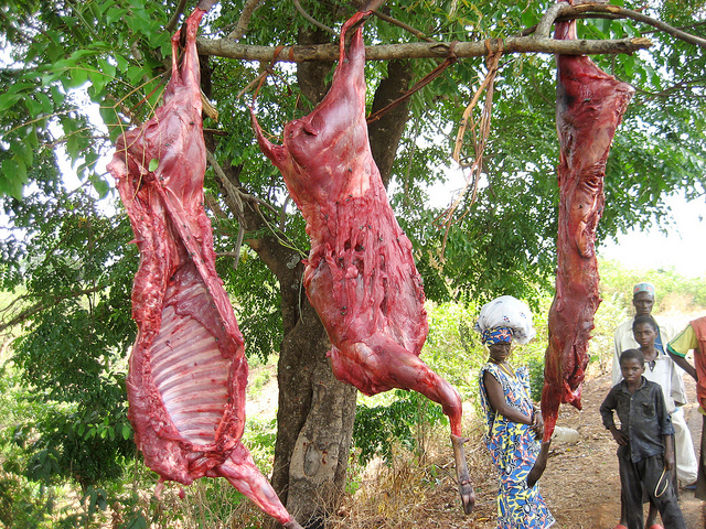 Ebola and bushmeat in Africa: Q&A with leading researcher