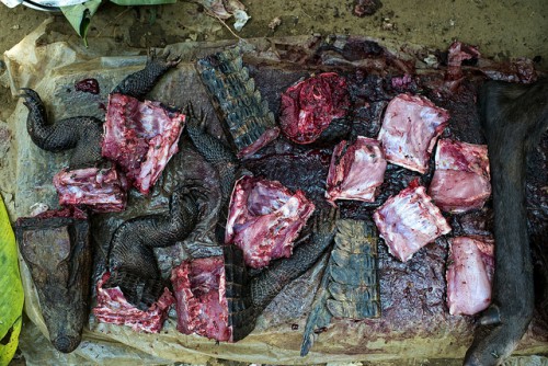 La viande de brousse - dans ce cas, le crocodile et l'antilope - est en vente au marché Moutuka Nunene à Lukolela, en République démocratique du Congo. Relativement peu est connu du risque de propagation du virus Ebola lié aux pratiques agricoles et aux chaînes de valeur de la viande de brousse. Ollivier Girard/CIFOR photo