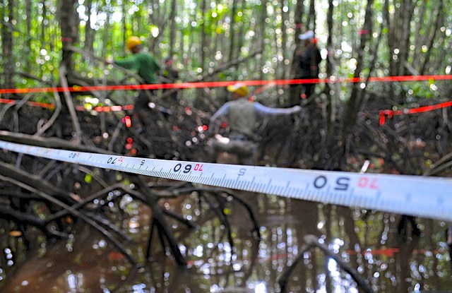 Before carbon is counted, policy indicators offer way to measure REDD+ progress