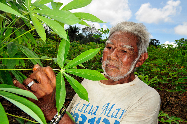 ¿Zanahorias o palos contra la deforestación? El caso de Brasil