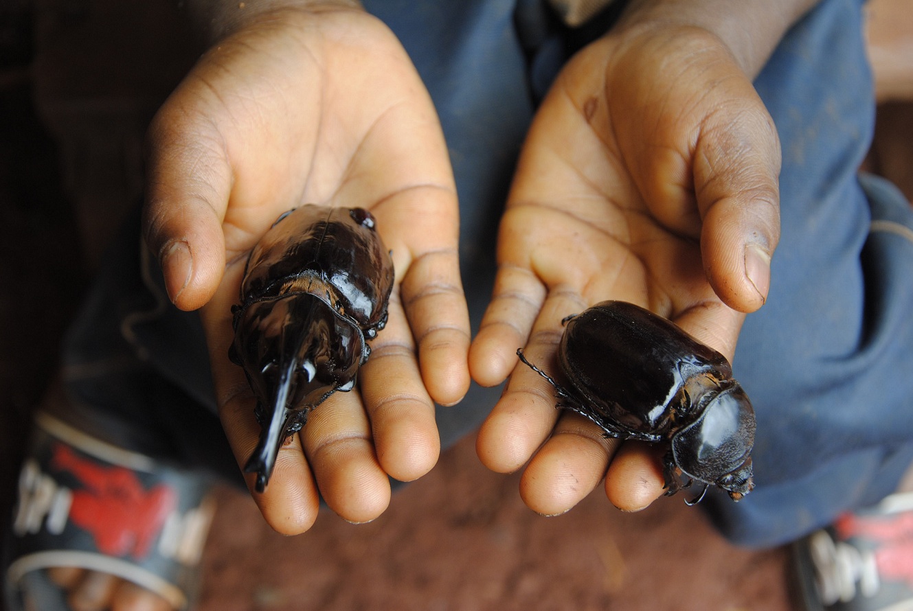 Eat the beetles? Rural people losing their taste for a crucial food source