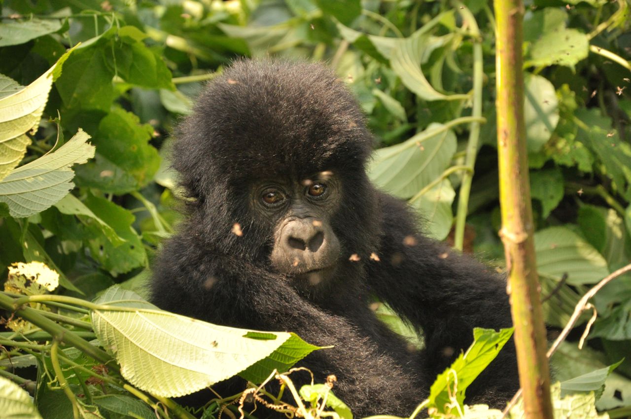 Outside a national park, agroforestry helping to save forests inside the park