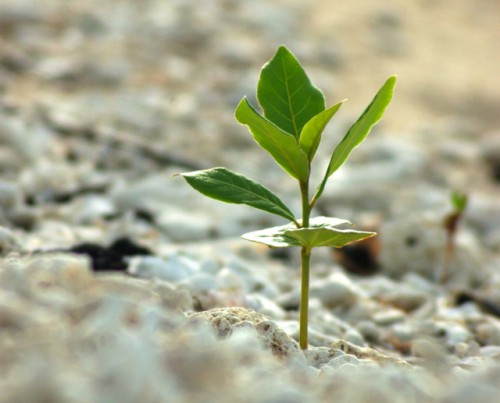 Pakar: Restorasi bentang alam, suatu keseimbangan rapuh antara manusia, kebijakan & kegunaan