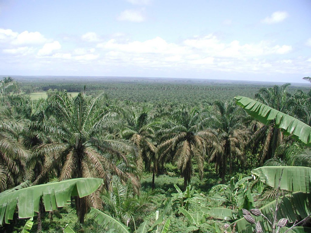 ‘Honeymoon’ over, REDD+ struggles with politics and power