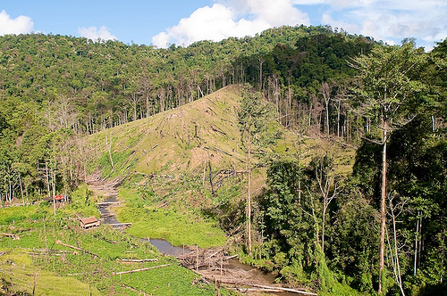 Hutan dan Kedaulatan Indonesia