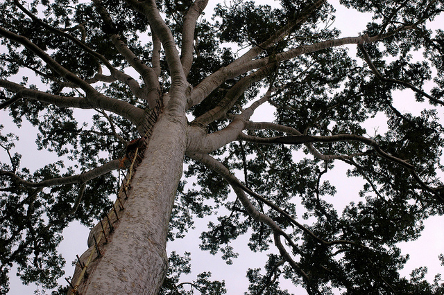 Best of 2014: For REDD+, sky-high expectations meet on-the-ground realities