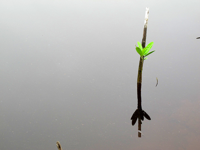 Restorasi hutan mangrove, semuanya bergantung pada perencanaan