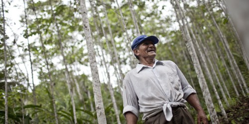 Best of 2014: In Peru, isn’t it good (illegal) wood