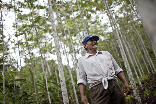 Madera “ilegal” que brinda beneficios. El caso de la bolaina en Perú