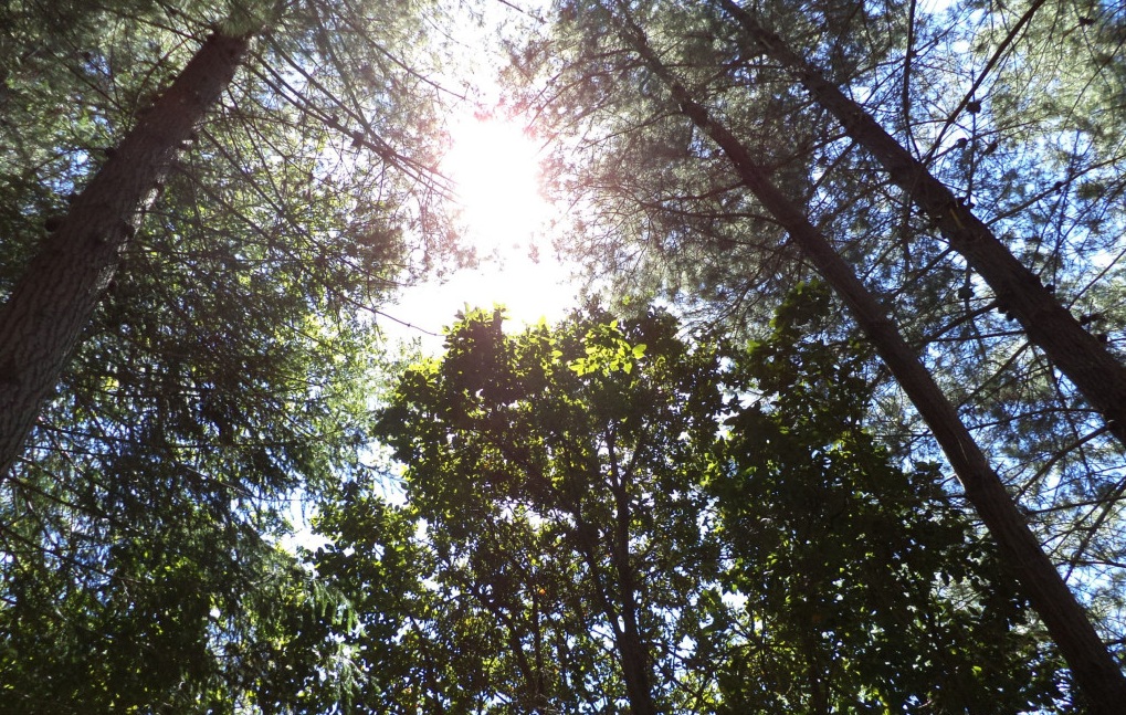 Los bosques y el clima en el camino hacia París