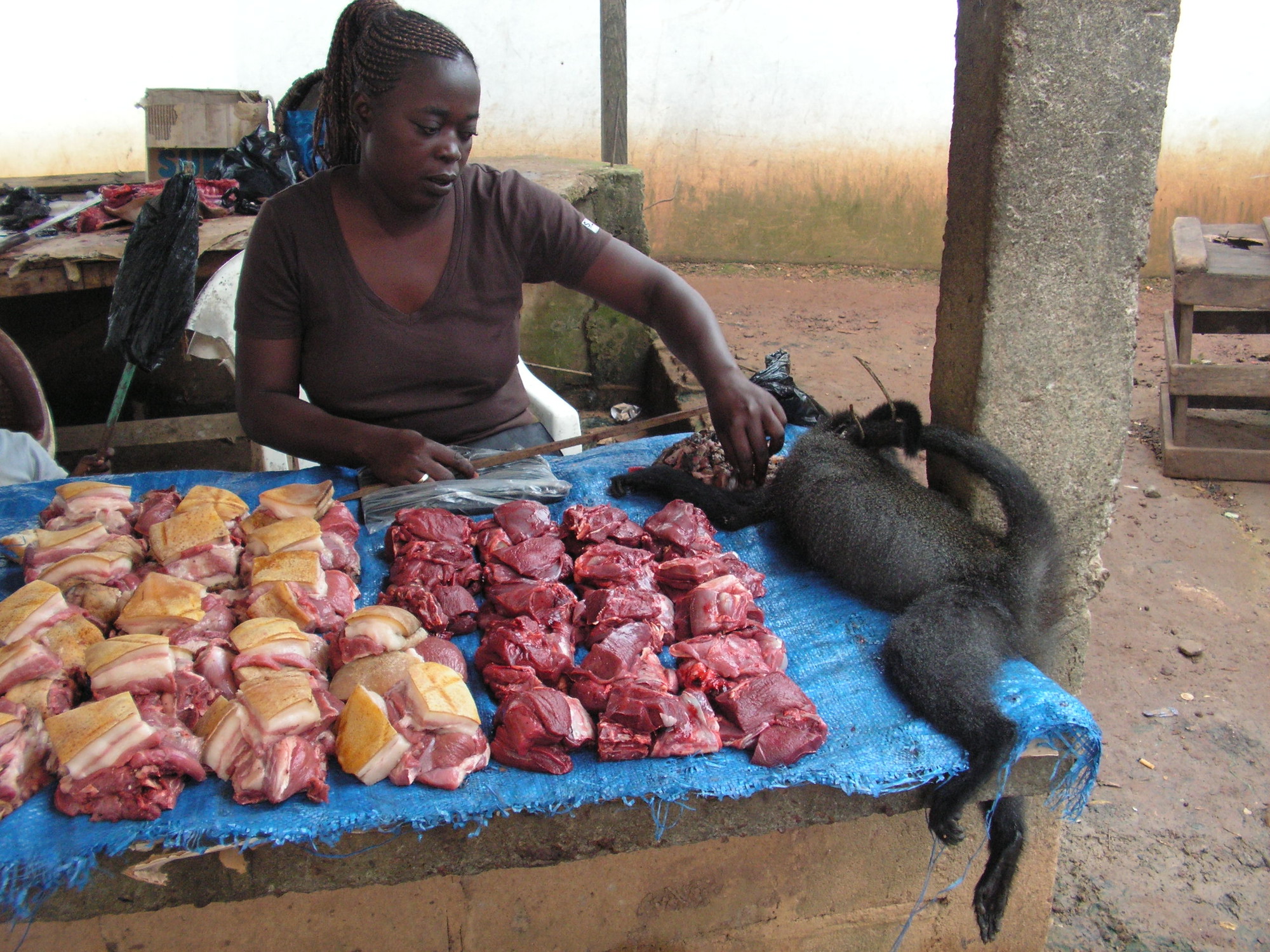 Ambitious study maps species’ vulnerability to overhunting across Central Africa