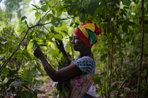 Una mujer cosecha hojas de Gnetum (okok) en un bosque de Camerún. Este país de África Central ha formalizado el uso de enfoques de paisajes en sus estrategias de gestión del suelo. Fotografía de Ollivier Girard / CIFOR.