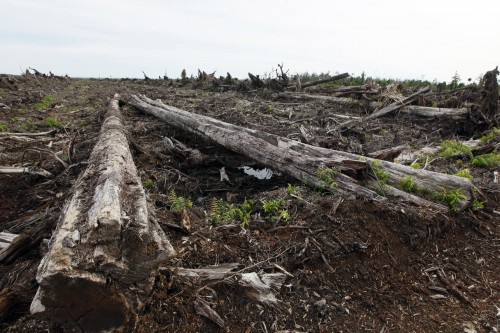 Terreno destruido para el cultivo de palma aceitera en un pantano de turba en la provincia de Aceh, Indonesia. Las turberas tropicales almacenan inmensas cantidades de carbono que han sido acumuladas durante miles de años. Fotografía: Dita Alangkara / CIFOR.