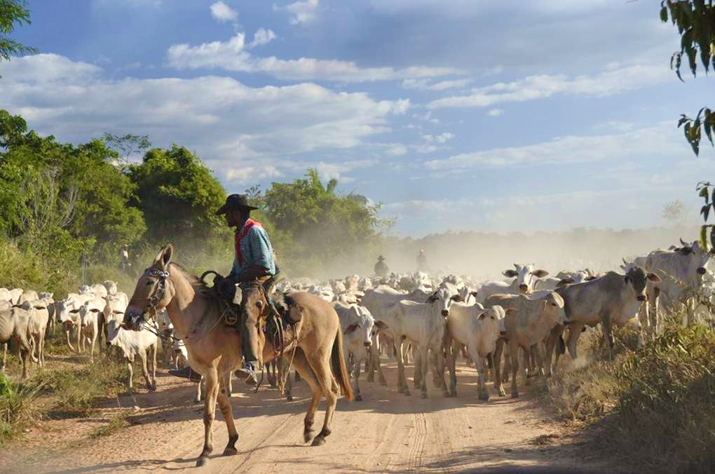 REDD+ sur le terrain : conséquences imprévues pour «un microcosme d’Amazonie»