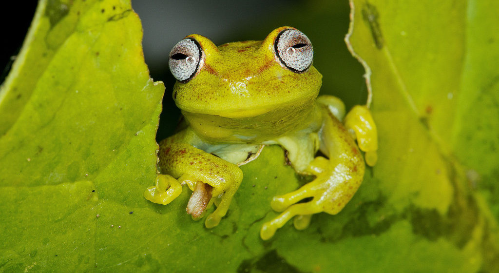 Increasing ecosystem carbon is good for species, says new study