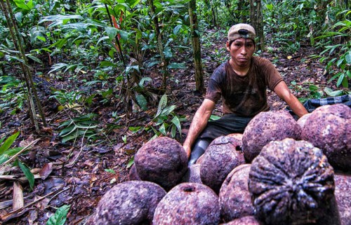 Harvesting Brazil nuts in the Peruvian Amazon. Marco Simola/CIFOR photo.