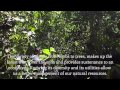 Los bosques de la Montaña Mágica