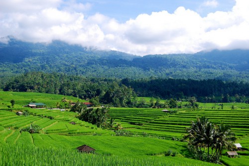 Campos de arroz y bosques en Bali, Indonesia. Foto: Daniel Murdiyarso/CIFOR