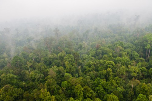 Drone membantu memantau hutan, meski menghadapi guncangan