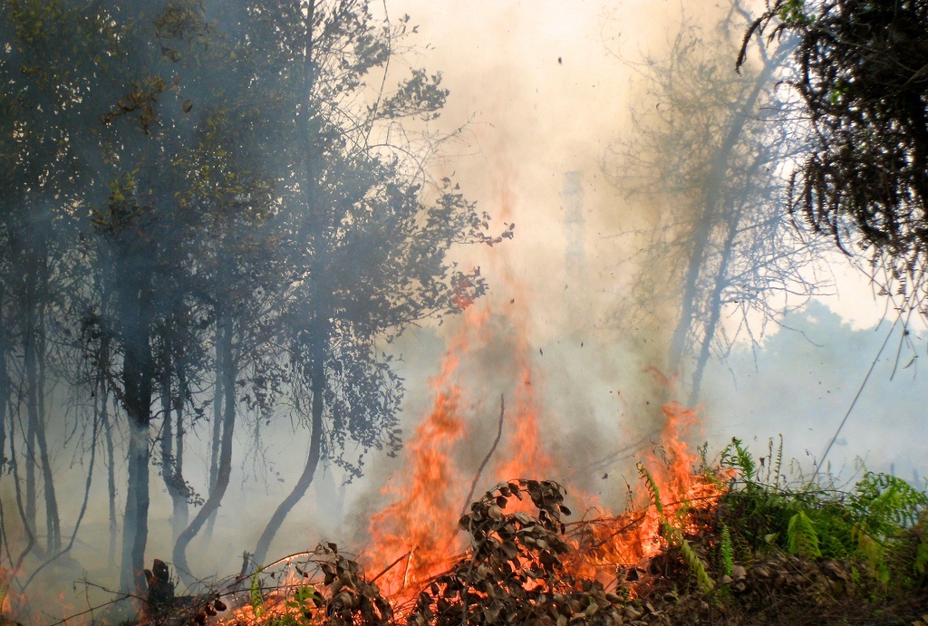Carbono acumulado durante 2800 años podría perderse en un abrir y cerrar de ojos