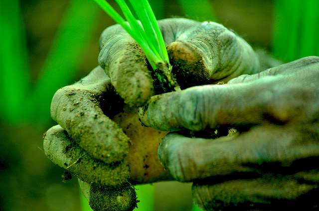 Los bosques contribuyen a alcanzar los Objetivos de Desarrollo Sostenible: lecciones desde Perú