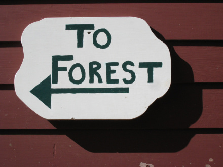 COP19 in Warsaw: Eight decisions to watch on forests