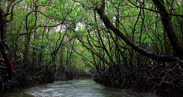 How viable are payment schemes for ‘blue carbon’?