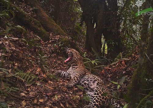 Hutan bukanlah ‘museum’: Arti pembangunan berkelanjutan di wilayah tropis