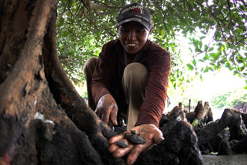 Menakar kelaikan skema pembayaran ‘karbon biru’