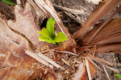 Rencana Uni Eropa meredam pembalakan liar: Berpikir besar dengan berpikir minimum?