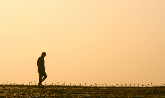Peatlands and mangroves receive overdue recognition